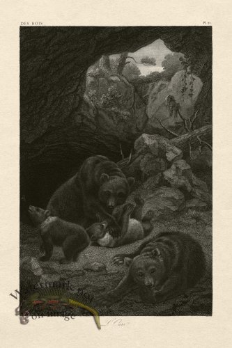 (image for) Hoefer Tree 21