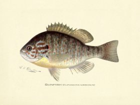 Sunfish