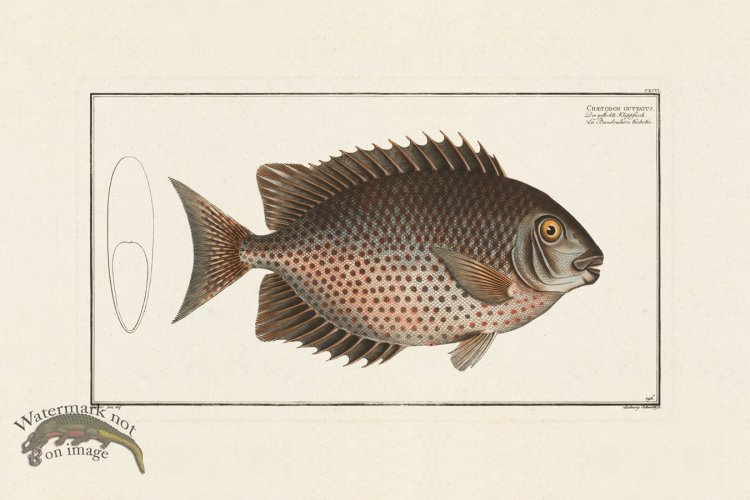 (image for) BLOCH FISH 196