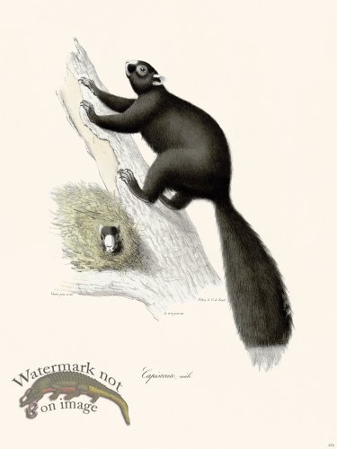 (image for) Cuvier 272 Capistrate Male