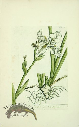 (image for) Blackwell E 05