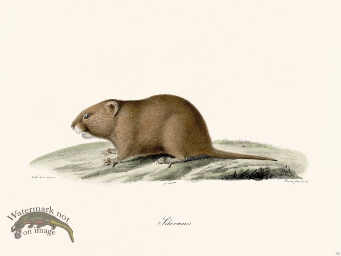 (image for) Cuvier 282 Schermaus