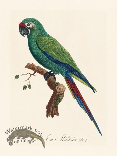 Barraband Parrot 004