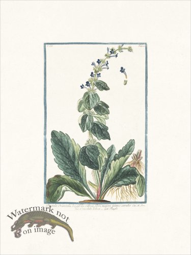 (image for) Bonelli 300 Bugle