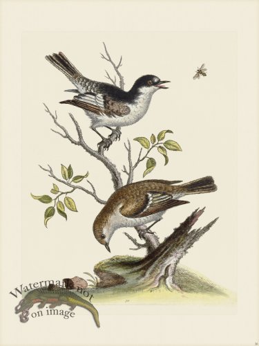 (image for) Edwards 030 Gold Finch