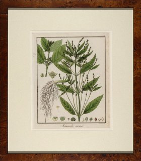 Hayne's Botanical in Burl 03