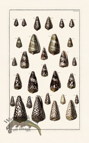 (image for) Seba B2 046