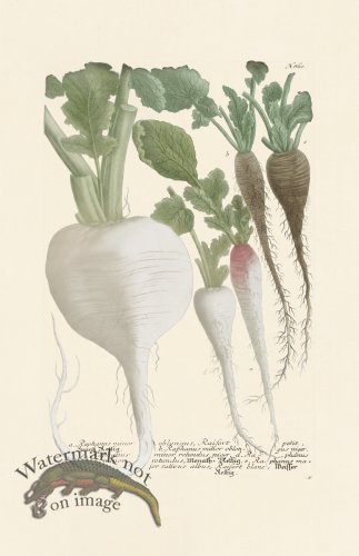 (image for) Weinmann PL 860