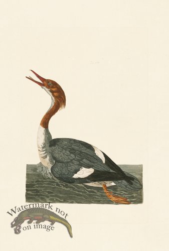 (image for) Pennant Zoology 062