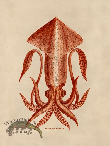 (image for) Octopus Orange 36