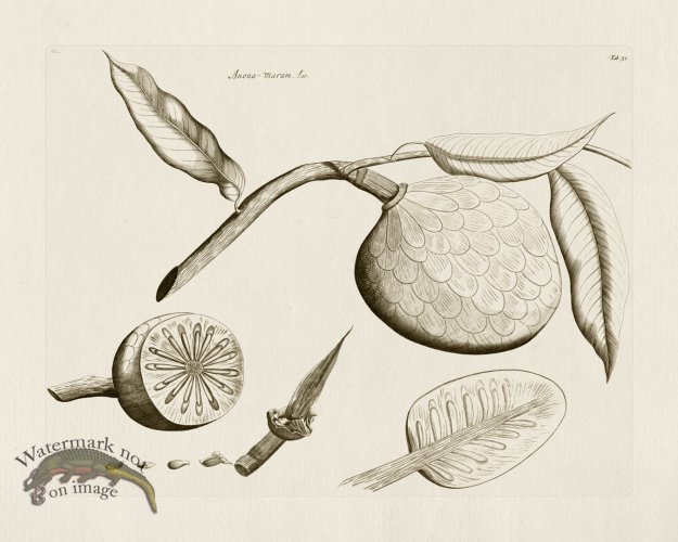 (image for) HORTUS VOl 03 31