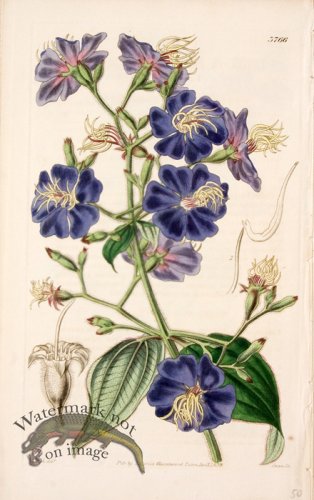 (image for) Cbms_0092