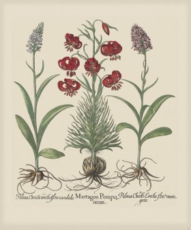 Besler 189 Colored B2