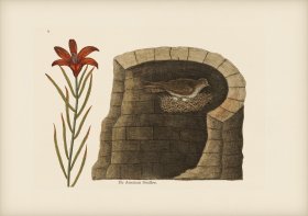 212 American Swallow