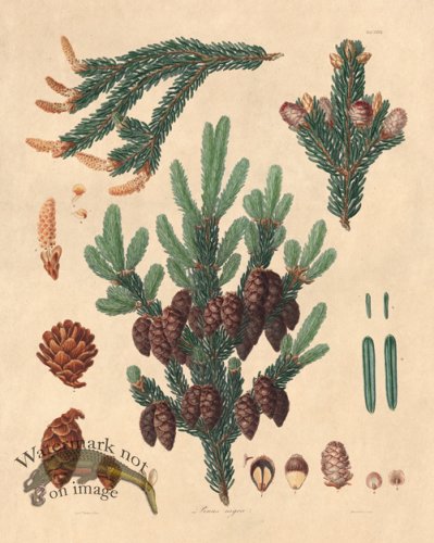 (image for) Lambert Pine 27