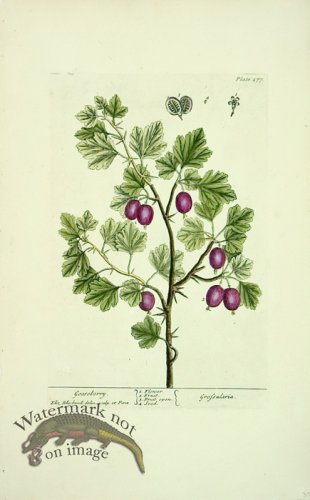 (image for) Blackwell E 23