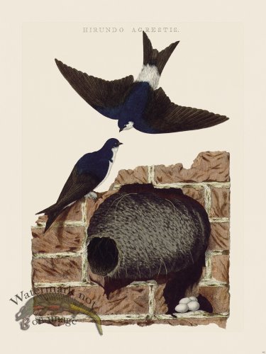 (image for) Nozeman Bird 162