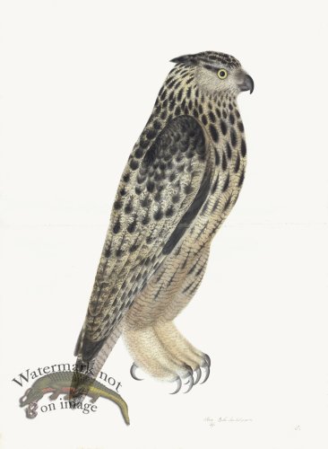 (image for) Rudbeck 008 Eagle Owl 22x30