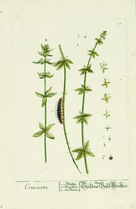 Blackwell German 260