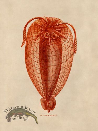 (image for) Octopus Orange 37