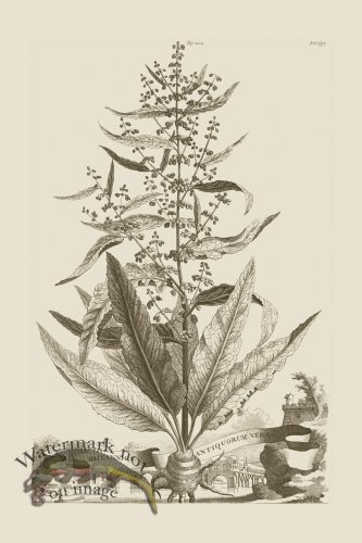 (image for) Abraham Munting 202