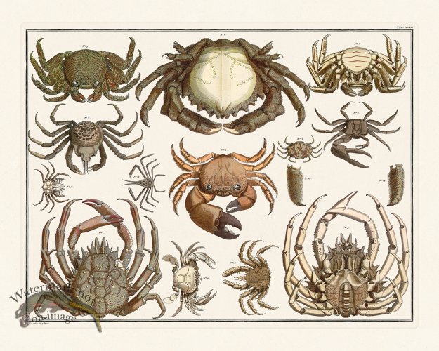 (image for) Seba B2 018 Crabs