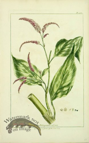 (image for) Philip Miller 020