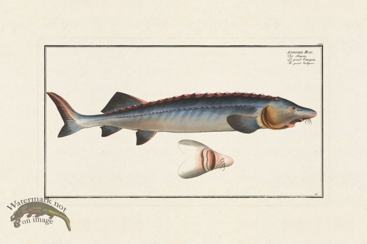 (image for) BLOCH FISH 129