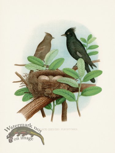 (image for) Thomas Gentry Bird 28