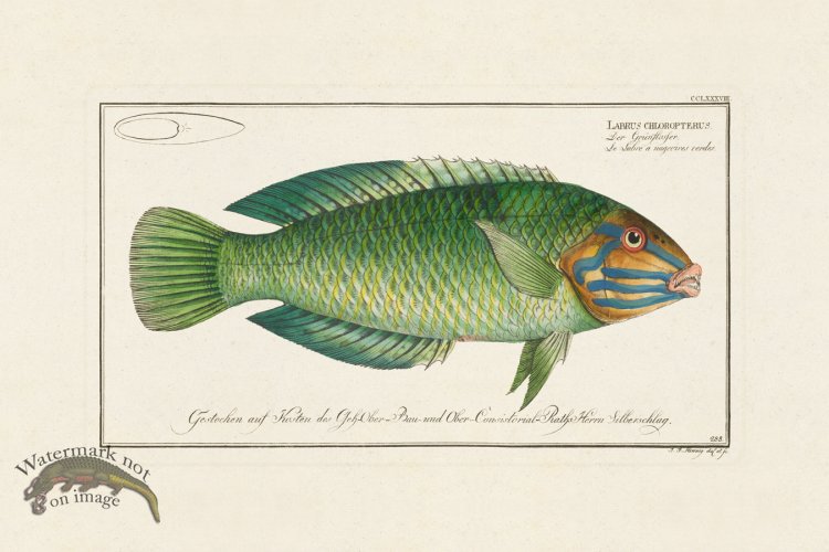 (image for) BLOCH FISH 288