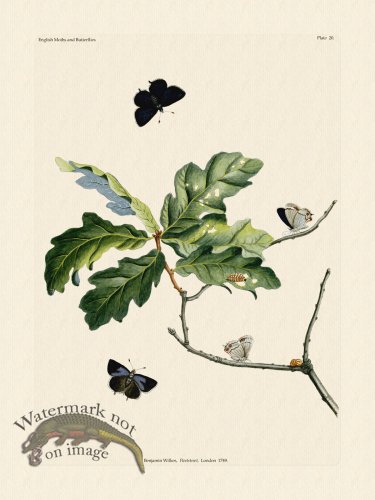 (image for) Wilkes Butterflies 020