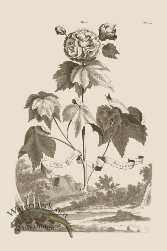 (image for) Abraham Munting 047