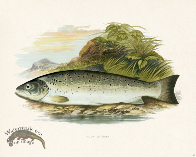 (image for) British FW 25