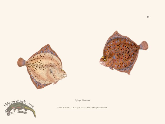 (image for) 081 Cylops Flounder