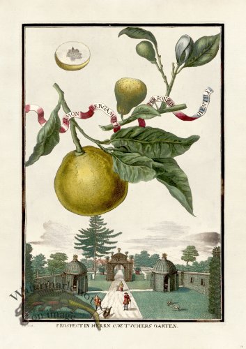 (image for) Volckamer 016