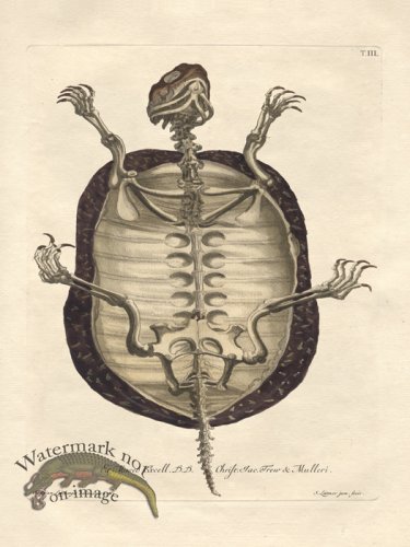 (image for) Turtle 3 Skeleton Trew