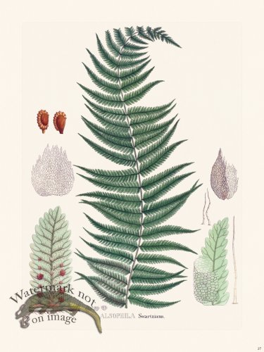 (image for) Ferns of Brazil 27