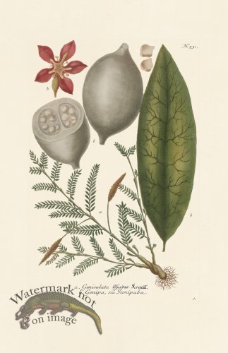 (image for) Weinmann PL 531