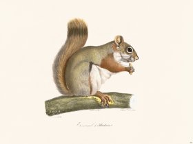 Cuvier 265 Hudson Squirrel