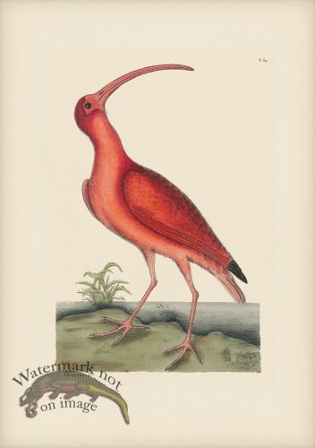 (image for) 084 Red Curlew