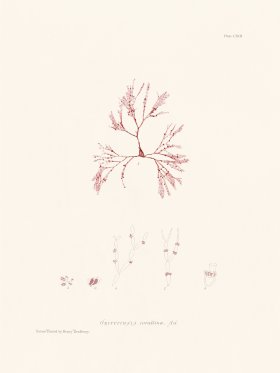 Bradbury Seaweed 113