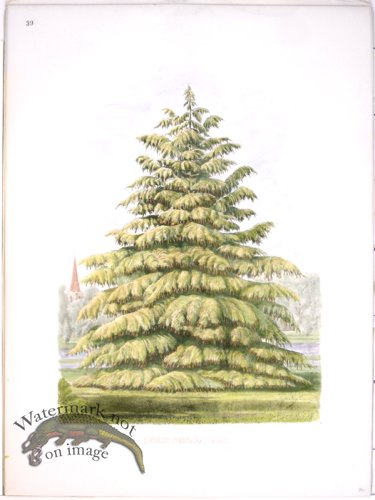 (image for) Lawson Tree 07