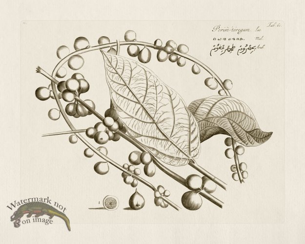 (image for) HORTUS VOl 03 61