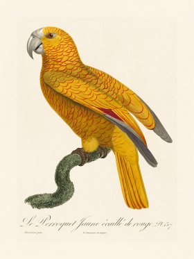 Barraband Parrot 137