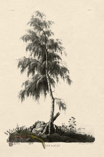 (image for) Defiennes Tree 19