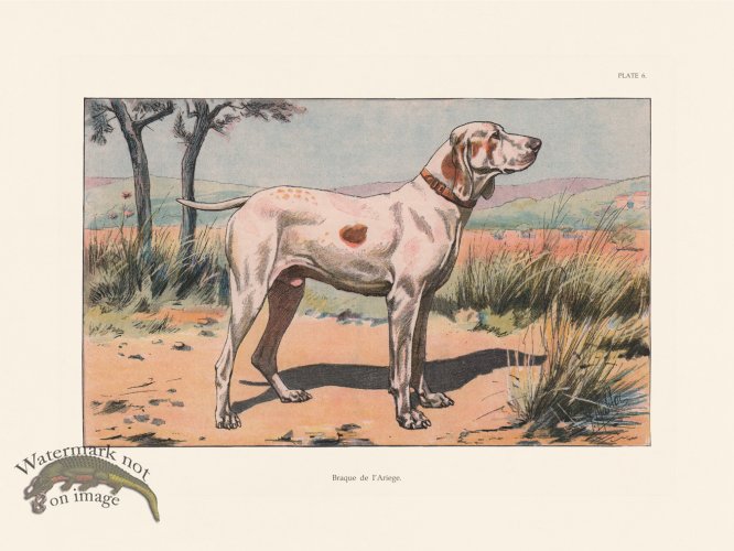 (image for) Les Chiens 006