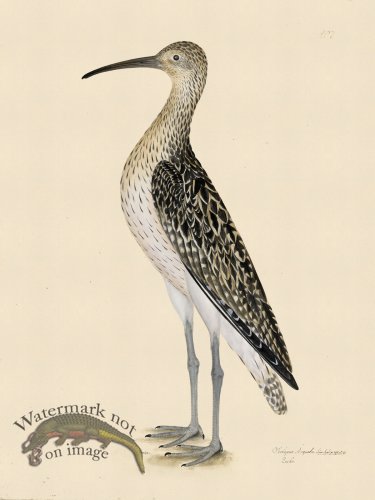 CURLEW . PL 207