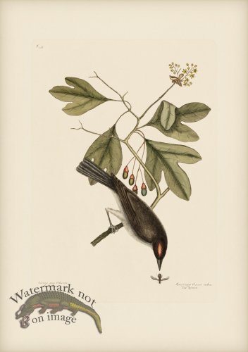 (image for) 055 Tyrant