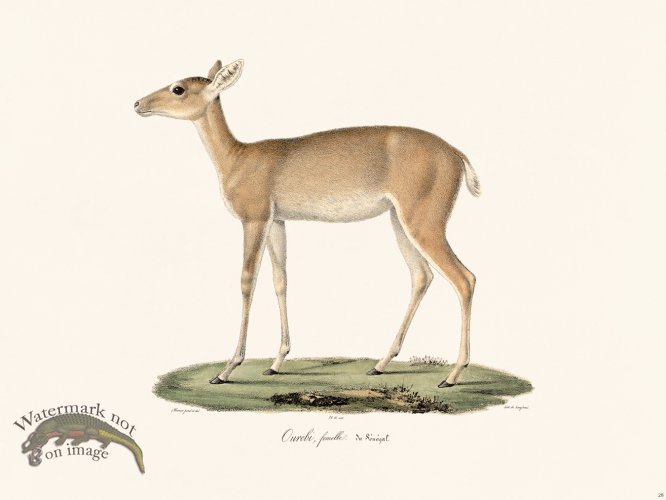 (image for) Cuvier 028 Female Urefi