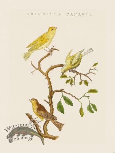 (image for) Nozeman Bird 211